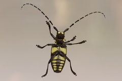 Anoplophora horsfieldii