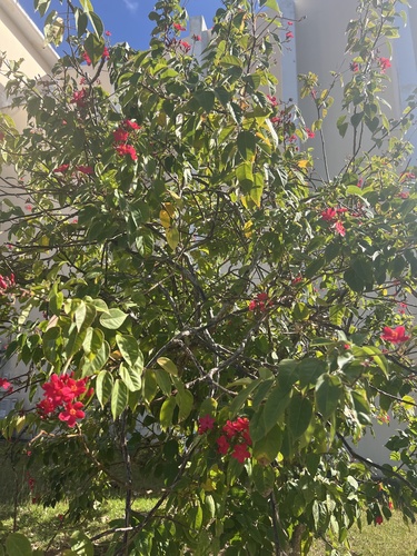 Foto de Buganvilia