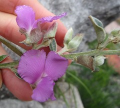 Podalyria burchellii