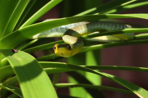 Common Tree Snake sighting