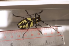 Anoplophora horsfieldii
