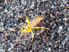 Xanthopimpla rhopaloceros