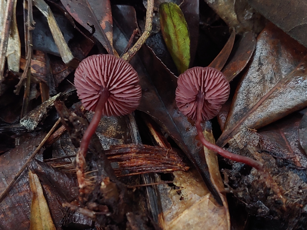 Pseudobaeospora sp. 'PR04'