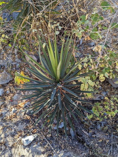 Image of Yucca capensis by (c) Abraham Sánchez Romero, some rights reserved (CC BY)