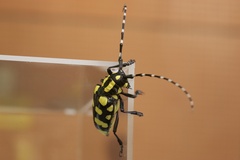 Anoplophora horsfieldii