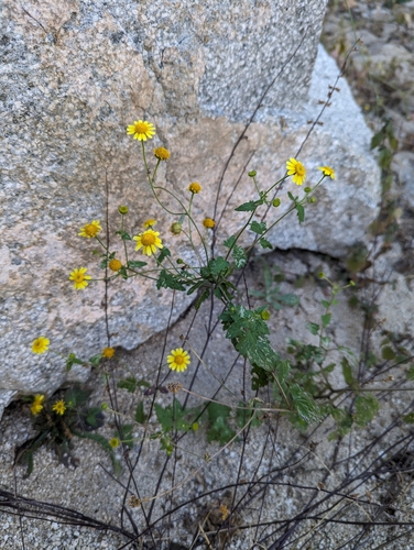 Image of Perityle cuneata by (c) Abraham Sánchez Romero, some rights reserved (CC BY)