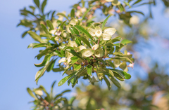 Dirichletia obovata (Dirichletia obovata)