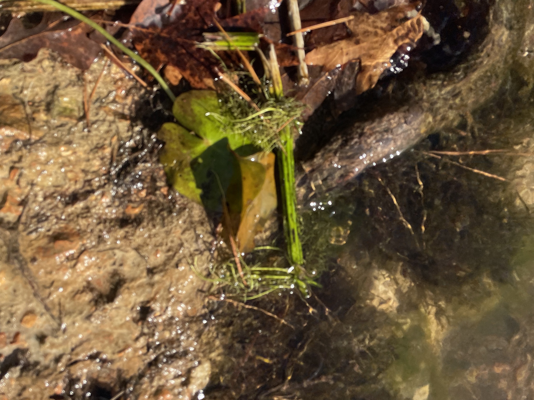 Imagem de Planta-espelho