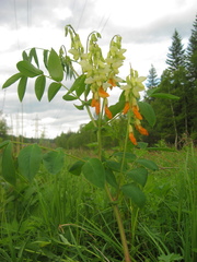 Lathyrus gmelinii