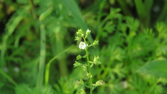 Veronica undulata