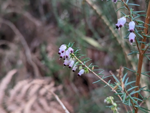 Image of Erica erigena by (c) Elias, some rights reserved (CC BY)