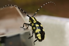 Anoplophora horsfieldii