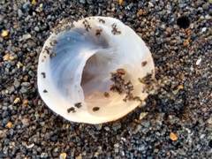 Sigapatella novaezelandiae