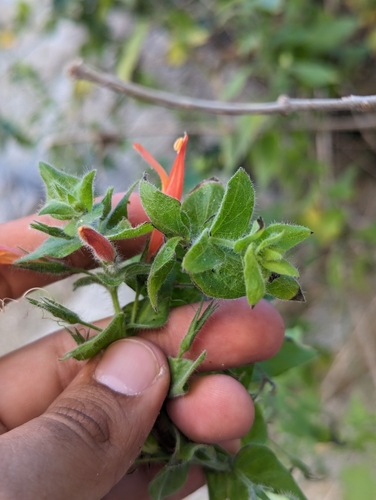 Image of Justicia purpusii by (c) Abraham Sánchez Romero, some rights reserved (CC BY)