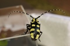 Anoplophora horsfieldii