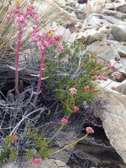 Dudleya saxosa