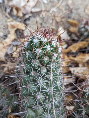 Cochemiea capensis, photograph 1