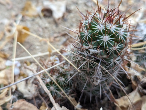 Cochemiea capensis, photograph 3