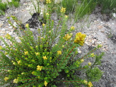 Penaea cneorum ovata