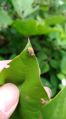 Eugnathus distinctus