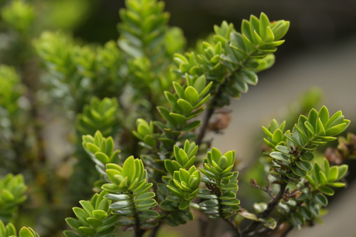 Image of Veronica canterburiensis by (c) Christopher Stephens, some rights reserved (CC BY-SA)