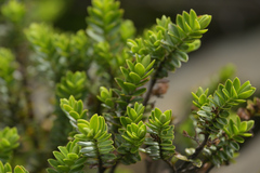 Veronica canterburiensis, photograph (c) Christopher Stephens, some rights reserved (CC BY-SA)