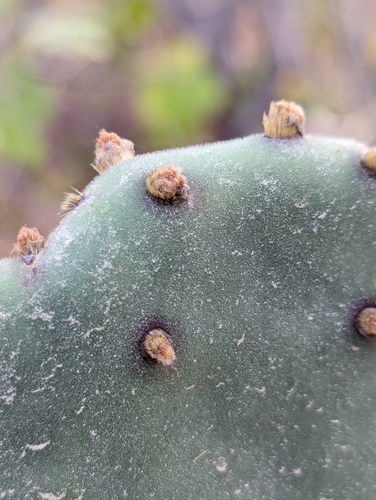 Opuntia caboensis, photograph 6