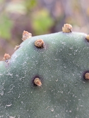 Opuntia caboensis, photograph Abraham Sánchez Romero, CC BY, iNaturalist via GBIF