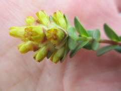 Penaea cneorum ovata