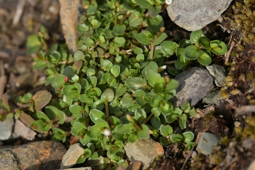 Epilobium alsinoides (Epilobium alsinoides)