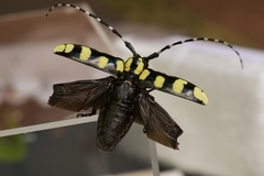 Anoplophora horsfieldii