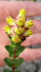 Penaea cneorum ovata