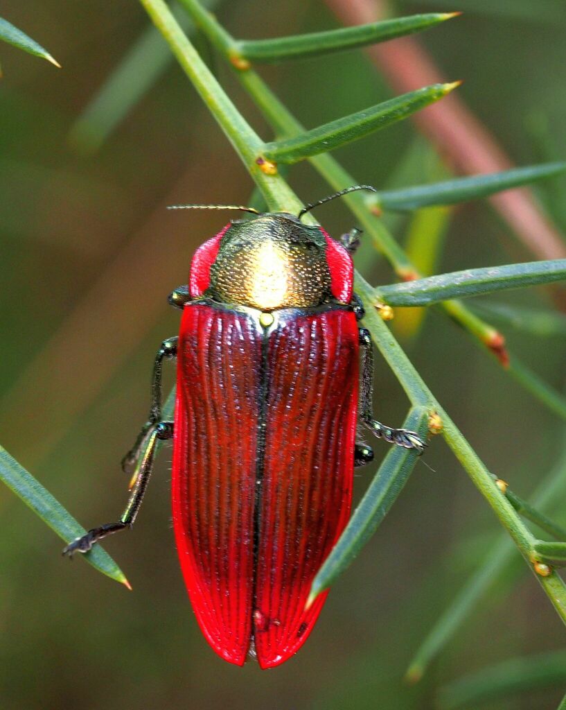 Temognatha menalcas