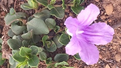 Ruellia pilosa