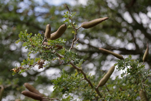 Ebenopsis ebano