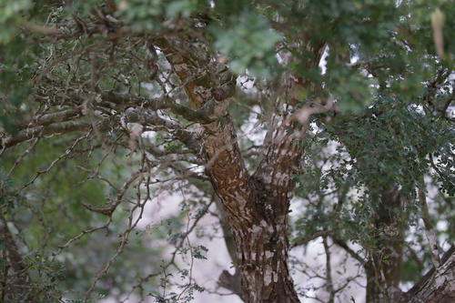 Ebenopsis ebano