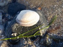 Katelysia rhytiphora