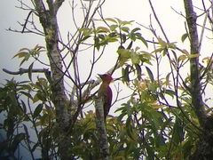 Chrysophlegma miniaceum