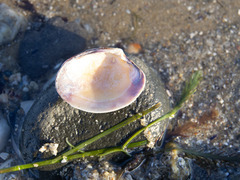 Katelysia rhytiphora