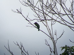 Psilopogon duvaucelii