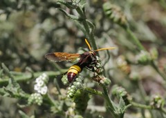 Scolia flaviceps