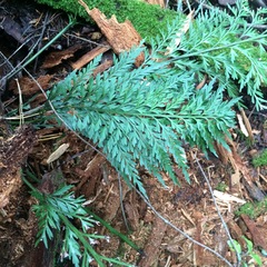 Asplenium appendiculatum appendiculatum