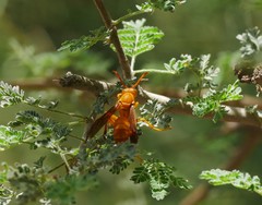 Polistes wattii