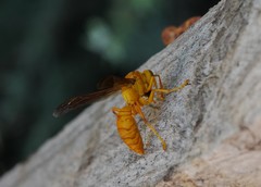 Polistes wattii