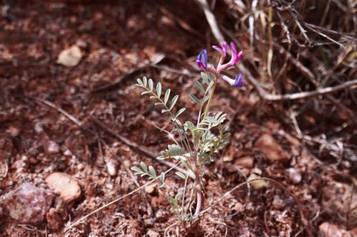 Astragalus zionis var. zionis