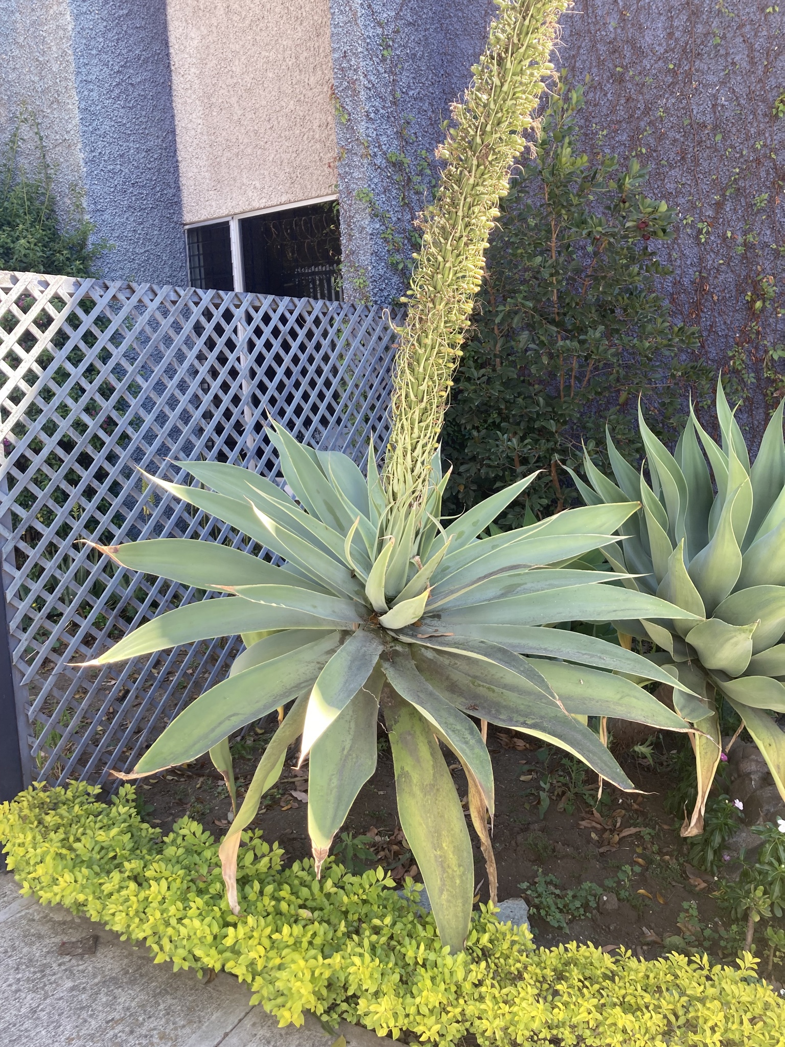 Agave-dragão