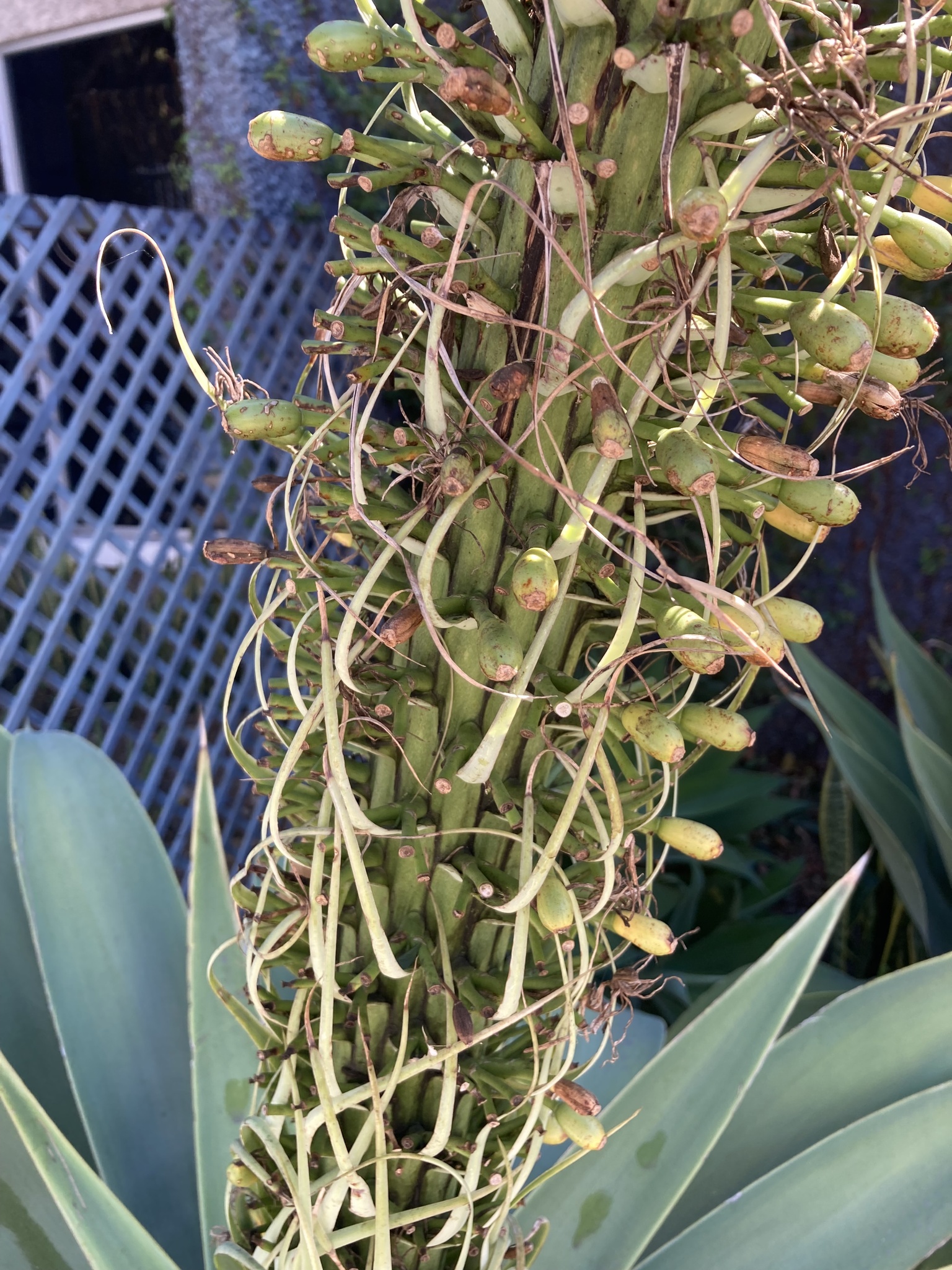 Agave-dragão