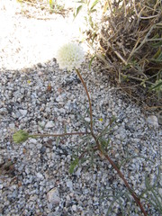 Chaenactis fremontii