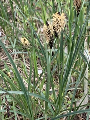 Carex melanostachya