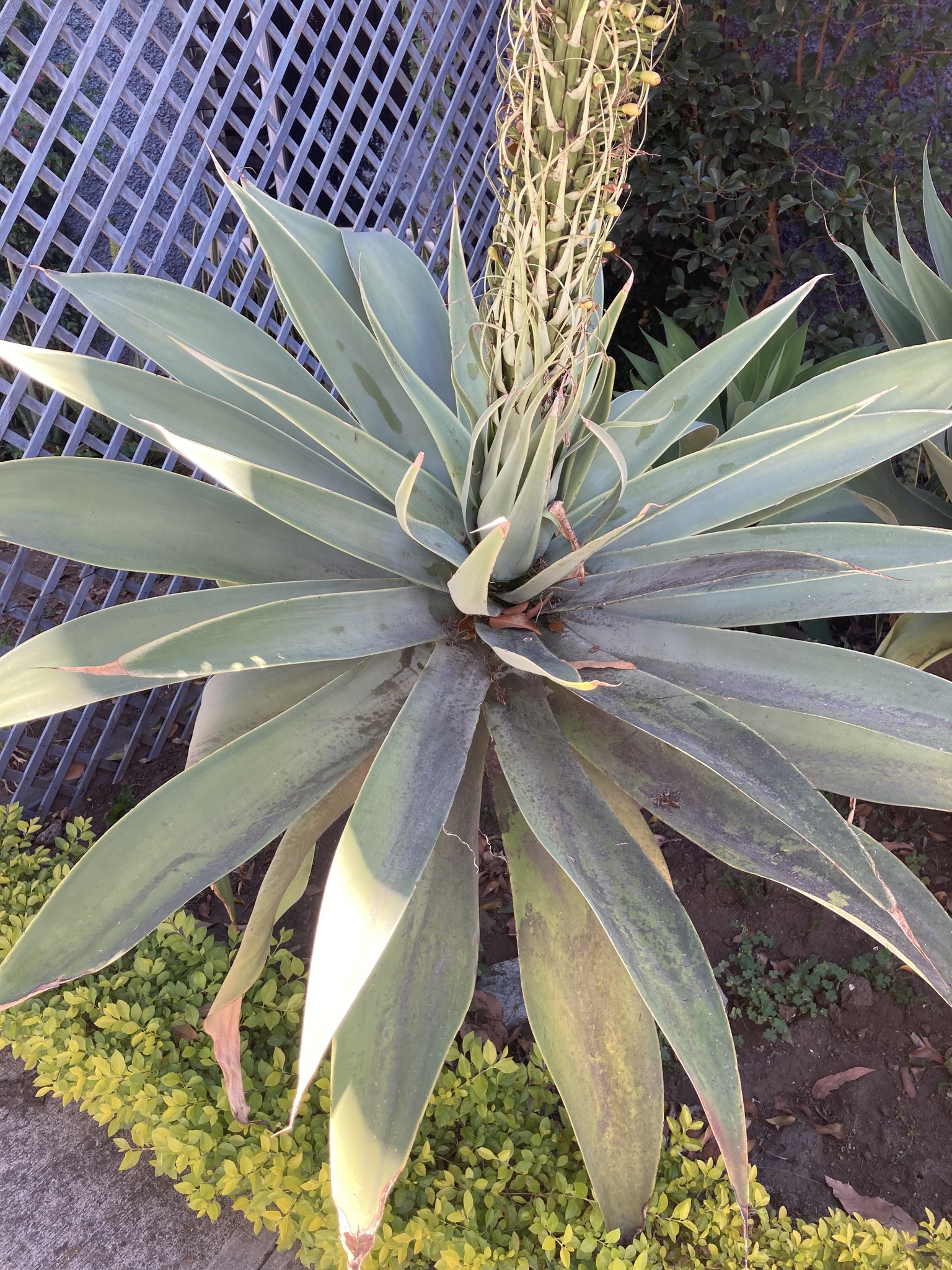 Agave-dragão